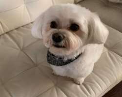 Her love for animals could be seen in the fact that she has adopted two Havanese dogs whom she has named Soul and Miso Her love for animals could be seen in the fact that she has adopted two Havanese dogs whom she has named Soul and Miso.